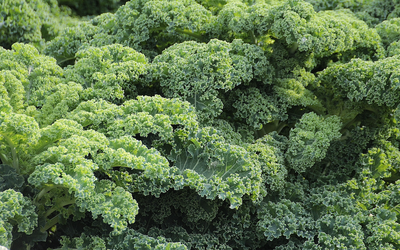 What is Sulforaphane and Why is it Important?