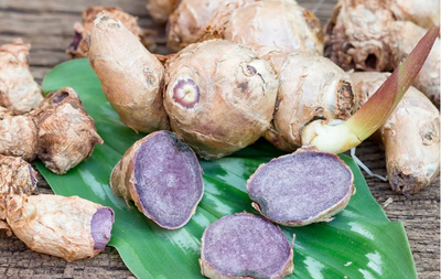 What is Black Ginger Good For? Helps Nausea, Bloating, Common Colds, Weight Loss, & More!