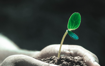 What is Ceremonial Grade Matcha?