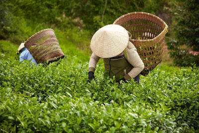 Sustainable Growing and Harvesting of Matcha
