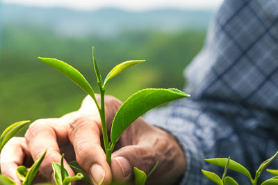 Understanding Matcha: A Focus on Single vs. Multiple Cultivars