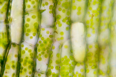 A Macro Look at Matcha: What It's Like Under a Microscope